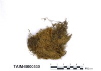 藏品(細疣胞苔屬)的圖片